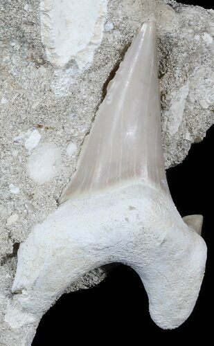 Otodus Shark Tooth Fossil - Eocene #56440